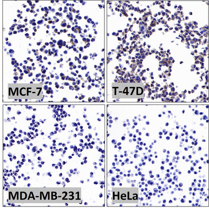 S-RMab® ErbB3 Recombinant Rabbit mAb (SDT-991-10)