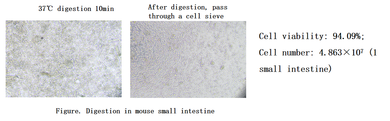 Tissue Digestion Kit II