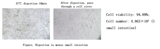 Tissue Digestion Kit II