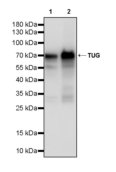 Tug Recombinant Rabbit mAb (S-4377-21)