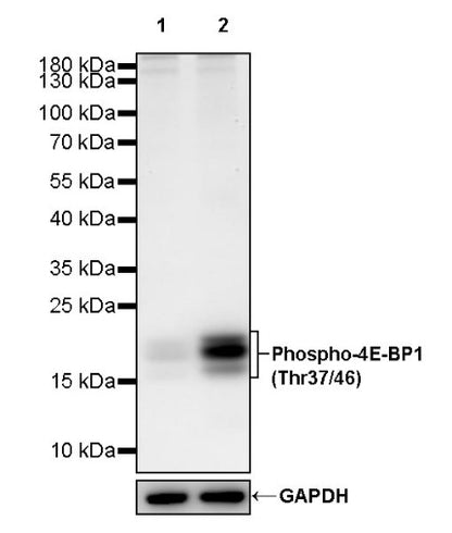 Phospho-4E-BP1 (Thr37/46) Recombinant Rabbit mAb (S-744-46)