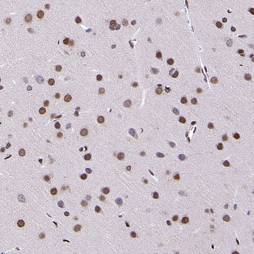 EGR1 Rabbit Polyclonal Antibody