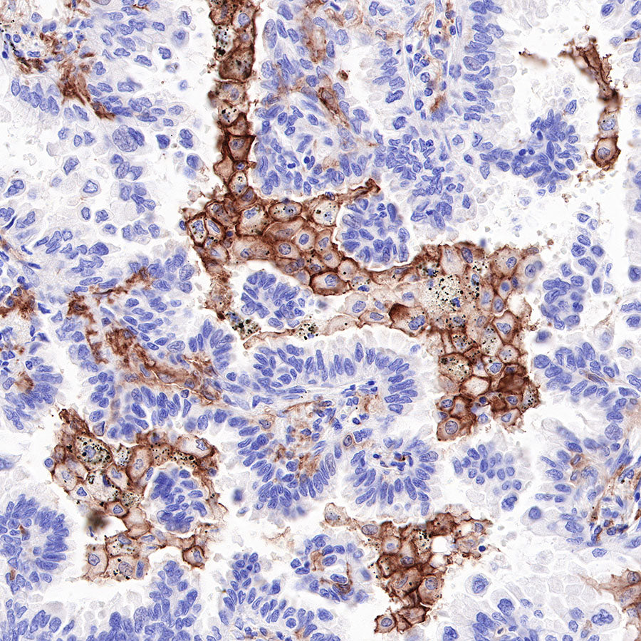 S-RMab® CD16a Recombinant Rabbit mAb,PBS Only (SDT-366-45)