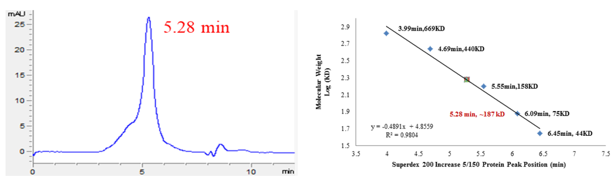 CDK6/Cyclin D1 Protein