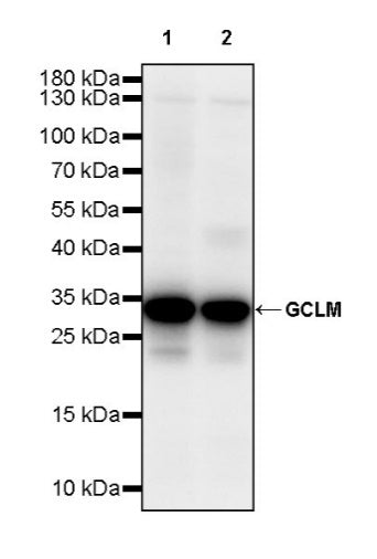 GCLM Recombinant Rabbit mAb (S-2209-19)