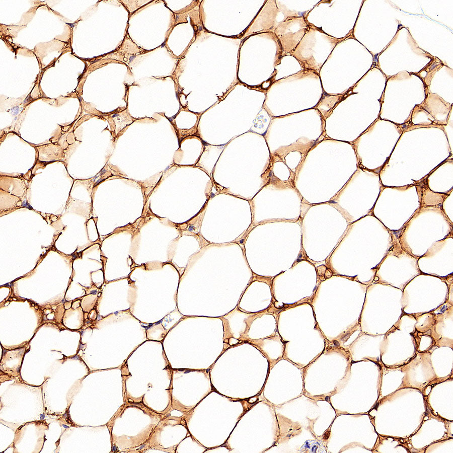 SCD Recombinant Rabbit mAb (S-4467-1)