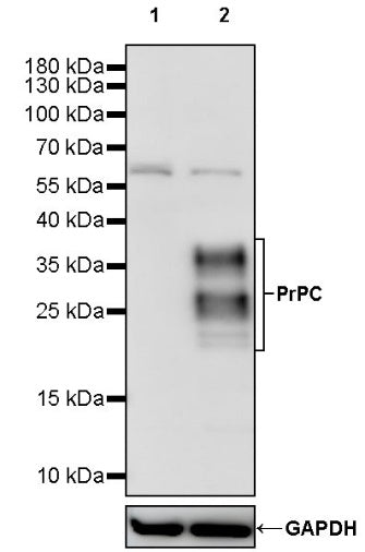 PrPC Recombinant Rabbit mAb (S-2053-29)