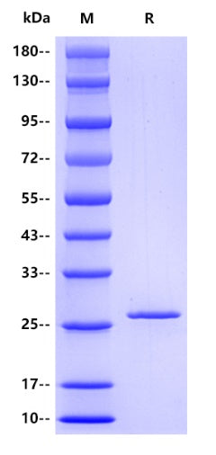Schistosoma japonicum GST Protein, Glu-Glu tag