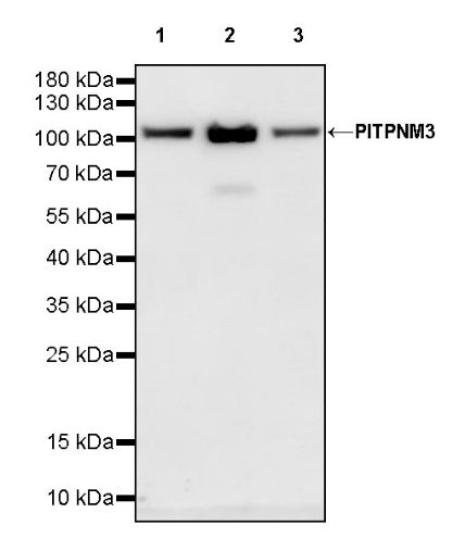 PITPNM3 Rabbit Polyclonal Antibody