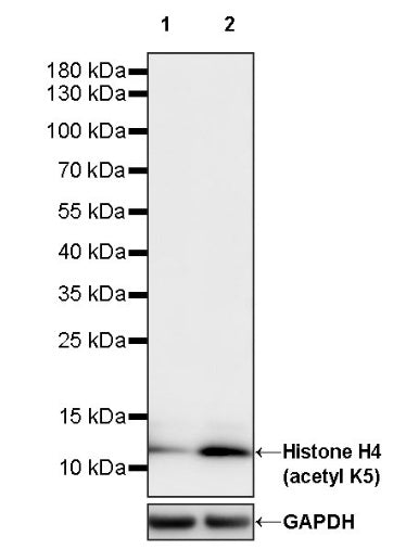 Histone H4 (acetyl K5) Recombinant Rabbit mAb (S-1464-112)