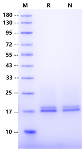FGF-1 Protein, Mouse