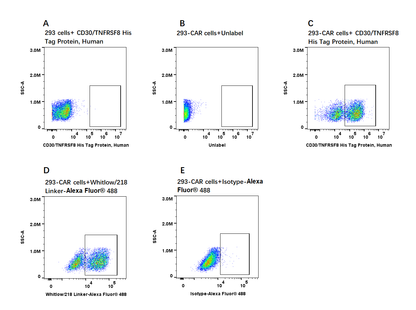 CD30/TNFRSF8 His Tag Protein, Human