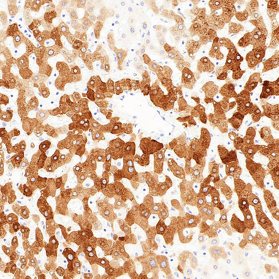 SCD Recombinant Rabbit mAb (S-4467-1)