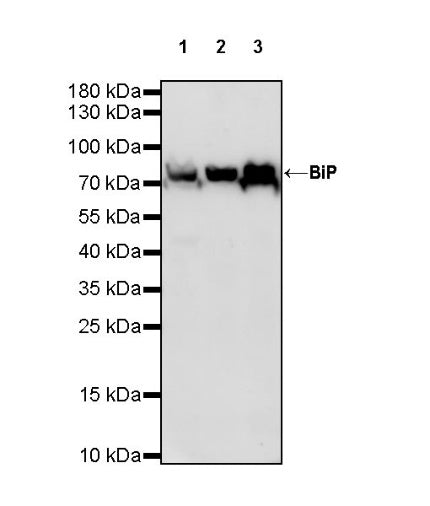 BiP Rabbit Polyclonal Antibody