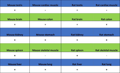Atg5 Recombinant Rabbit mAb (S-3181)