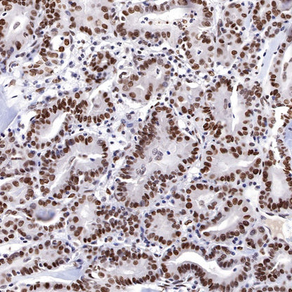 JunB Recombinant Rabbit mAb (S-R294)