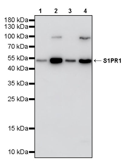 S1PR1 Recombinant Rabbit mAb (S-4464-22)
