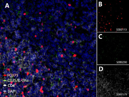 CD25/IL-2Rα, FOXP3, CD4 Antibody Panel