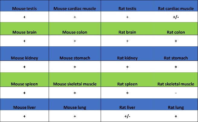 Src Recombinant Rabbit mAb (S-1181-16)