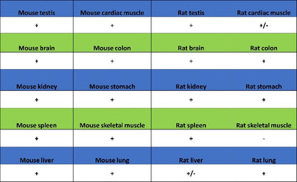 Src Recombinant Rabbit mAb (S-1181-16)