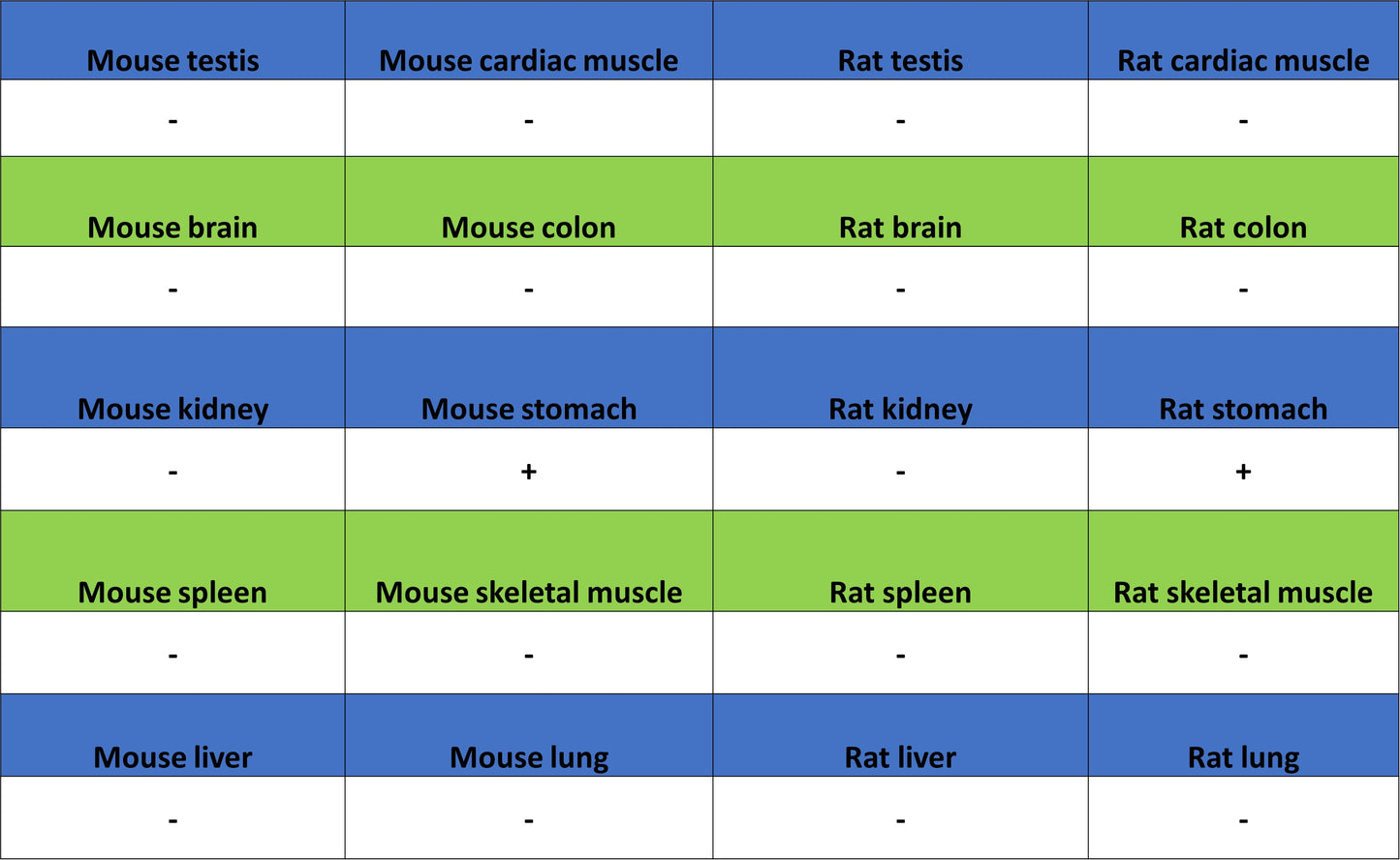 H+/K+-ATPase Recombinant Rabbit mAb (S-3474-110)