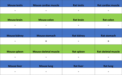 H+/K+-ATPase Recombinant Rabbit mAb (S-3474-110)