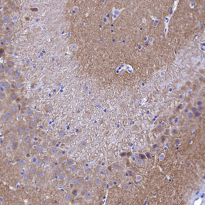 GRIA2 Recombinant Rabbit mAb (S-3446-123)