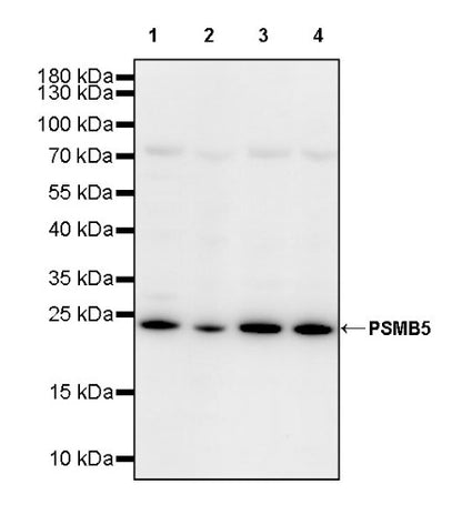 PSMB5 Rabbit Polyclonal Antibody