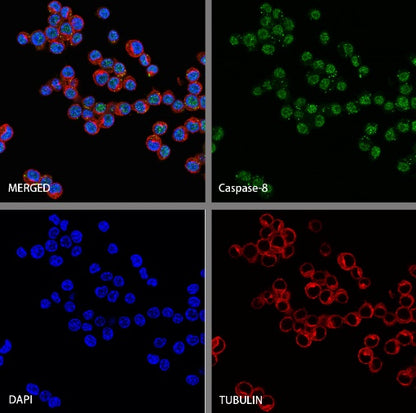 Caspase-8 Recombinant Rabbit mAb (S-2676-74)