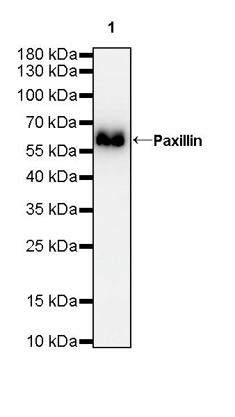 Paxillin Recombinant Rabbit mAb (S-619-12)