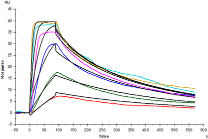 TSLPR His Tag Protein, Human
