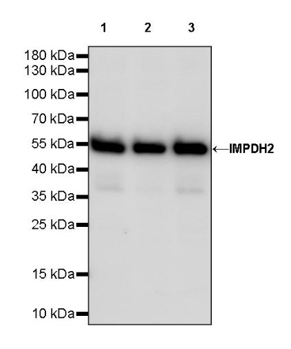 IMPDH2 Rabbit Polyclonal Antibody