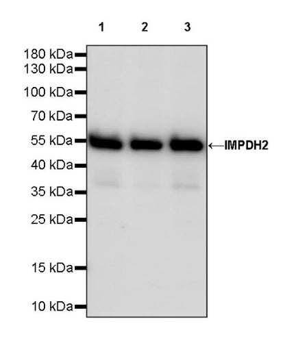 IMPDH2 Rabbit Polyclonal Antibody