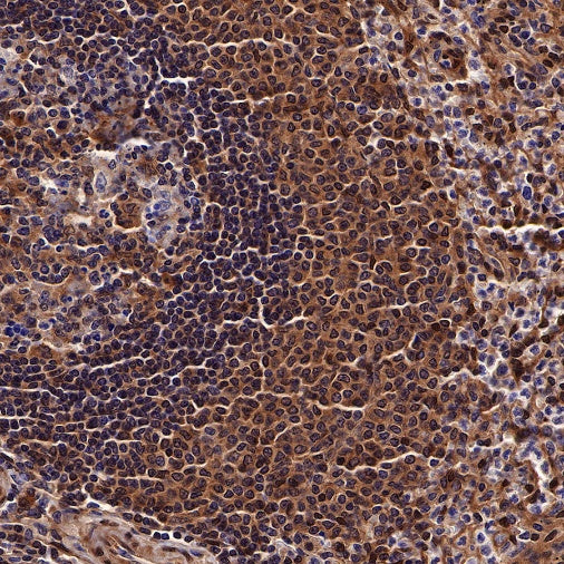 SBDS Recombinant Rabbit mAb (S-R344)