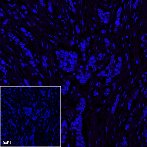 Alexa Fluor® 555 Rabbit IgG Isotype Control Antibody (S-R058)