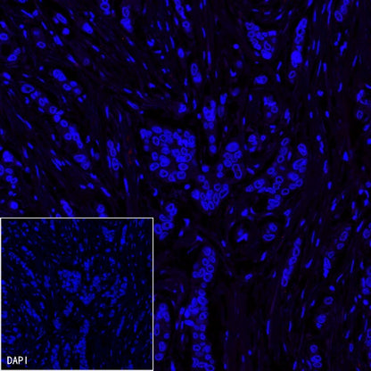 Alexa Fluor® 555 Rabbit IgG Isotype Control Antibody (S-R058)