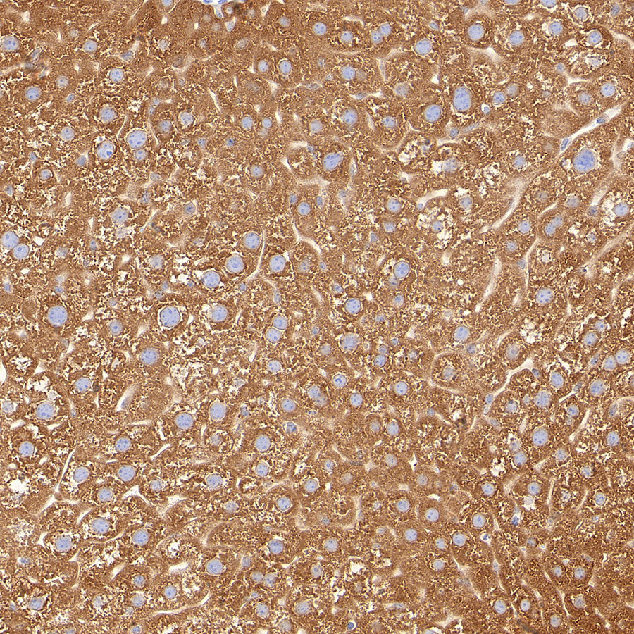 P4HB Recombinant Rabbit mAb