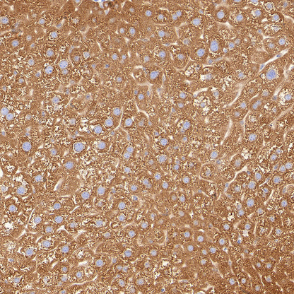 P4HB Recombinant Rabbit mAb
