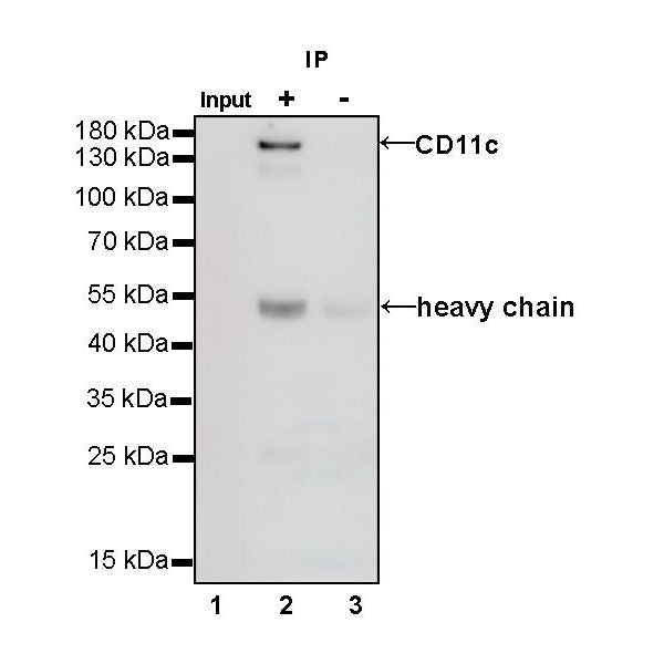Product image media