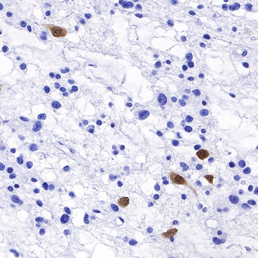 NeuN Recombinant Rabbit mAb (SDT-432-1)