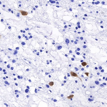 NeuN Recombinant Rabbit mAb (SDT-432-1)