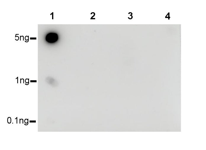 Histone H3 (mono methyl K36) Recombinant Rabbit mAb (S-R211)
