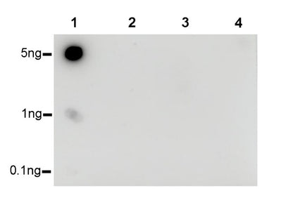 Histone H3 (mono methyl K36) Recombinant Rabbit mAb (S-R211)