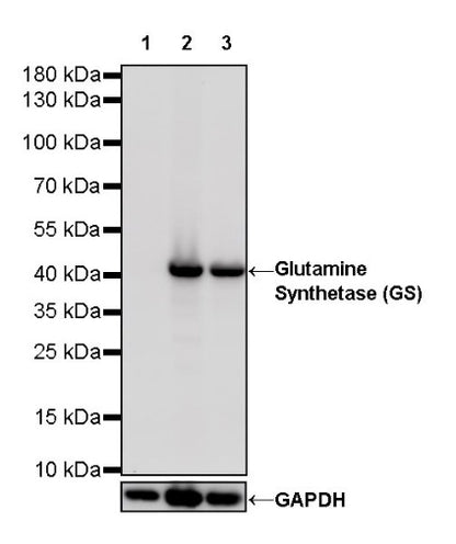 Glutamine Synthetase (GS) Recombinant Rabbit mAb (SDT-549-25)