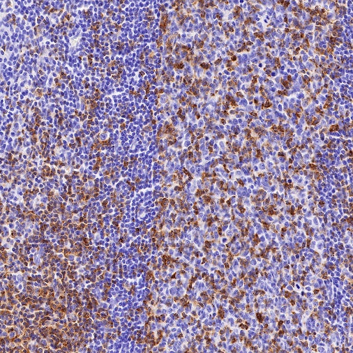 CD2 Recombinant Rabbit mAb (SDT-R261)