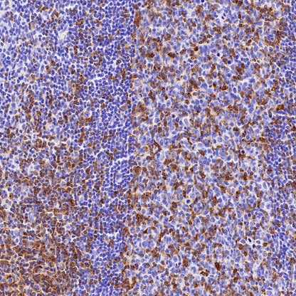 CD2 Recombinant Rabbit mAb (SDT-R261)