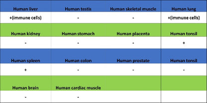 CD88 Recombinant Rabbit mAb (S-1921-43)