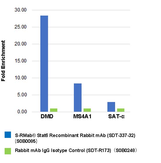 S-RMab® Stat6 Recombinant Rabbit mAb (SDT-337-32)