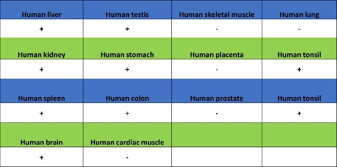 SH-PTP2 Recombinant Rabbit mAb (S-1318-2)