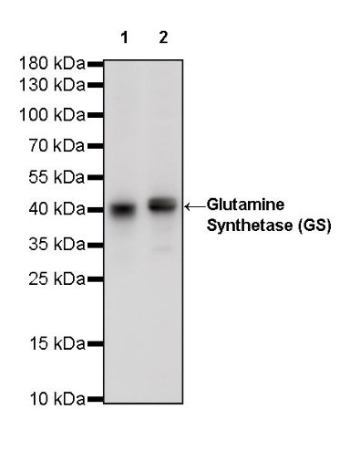 Glutamine Synthetase (GS) Recombinant Rabbit mAb (SDT-549-25)